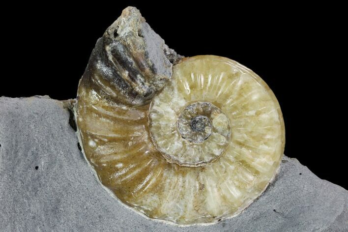 Dawn Sunrise Asteroceras Ammonite Fossil - Translucent #130210